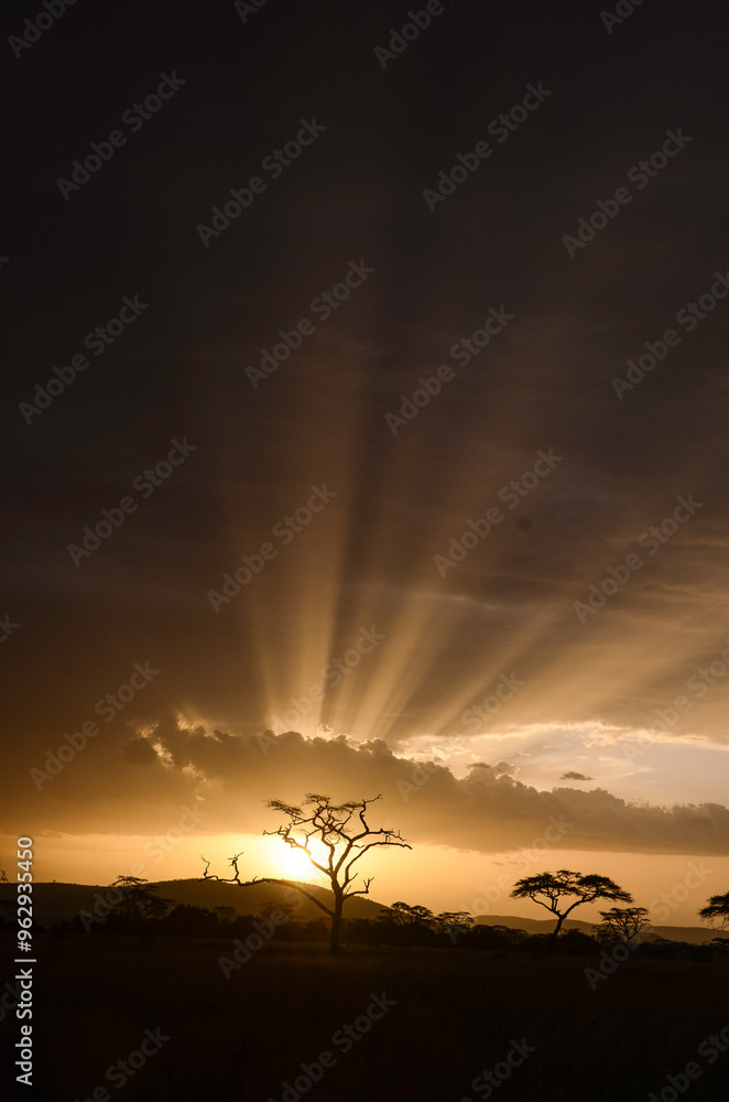 Fototapeta premium Orage, coucher de soleil, Parc national du Serengeti, Tanzanie, Afrique de l'Est