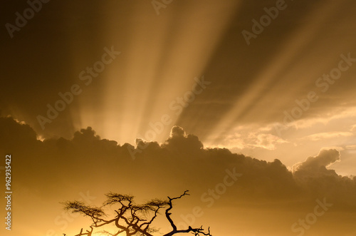 Orage, coucher de soleil, Parc national du Serengeti, Tanzanie, Afrique de l'Est photo