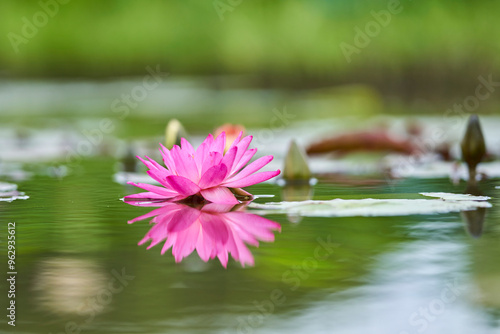 A pink water lily on water surface with reflection at Lotus Theme Park of Gwangokji Reservoir near Siheung-si, South Korea photo