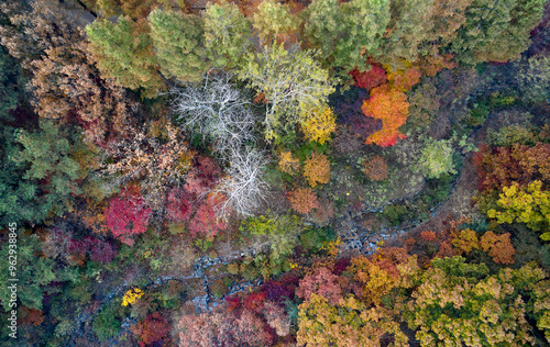 Aerial and top angle view of maple and metasequoia trees with a brook at Incheon Grand Park near Incheon, South Korea photo