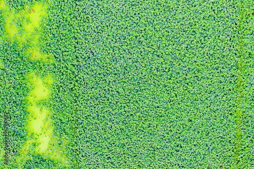 Aerial and top angle view of green lotus leaves in summer at Gwangokji Reservoir near Siheung-si, South Korea photo