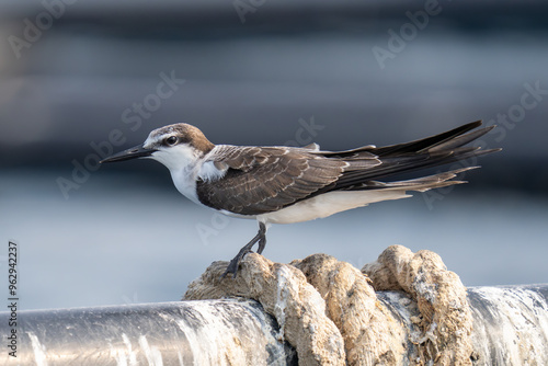 Bridled tern (Onychoprion anaethetus) close up out in the ocean. photo