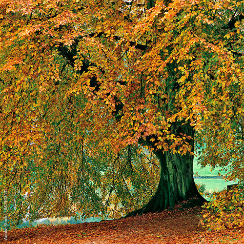 Common Beech Tree at Stourhead in Autumn colours photo