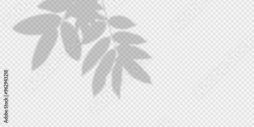 silhouette shadow leaf isolated on white transparent background