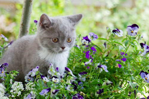 Britisch Kurz Kätzchen zwischen Hornveilchen auf der Terrasse