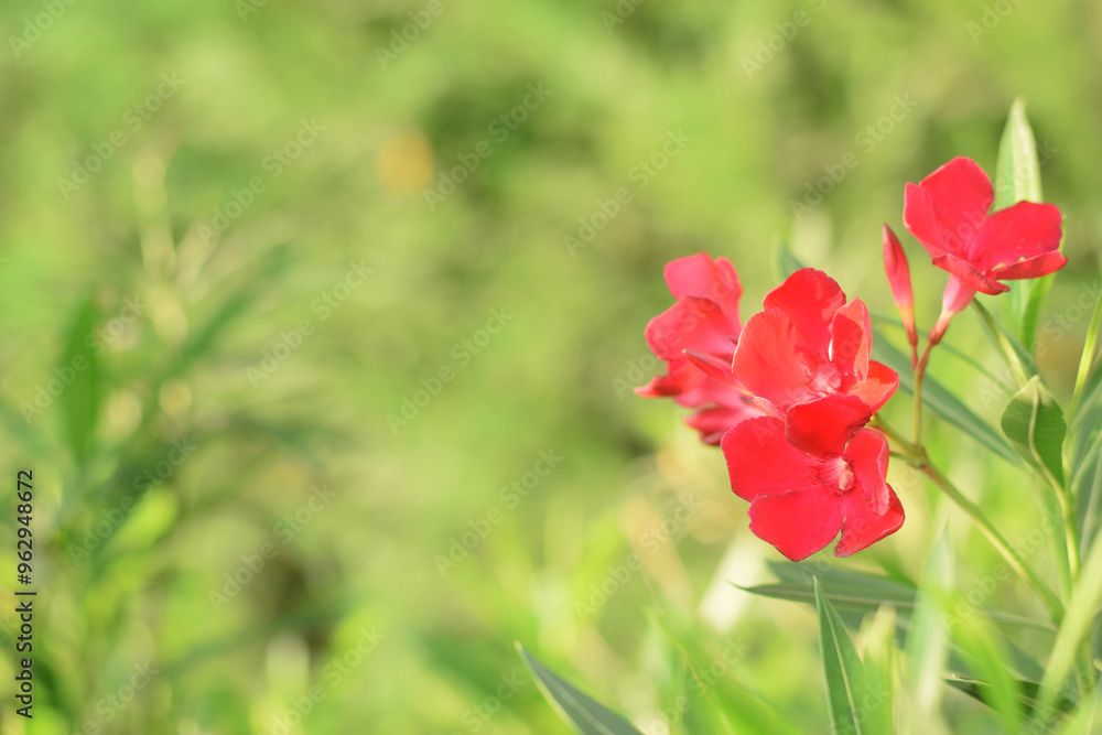 Red flower of oleander in bush with green leaves. Red flower of oleander in bush with green leaves.
