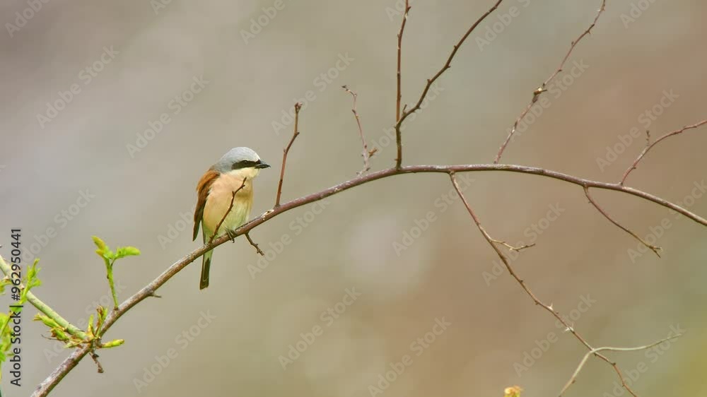 one male red-backed shrike (Lanius collurio) sits on a branch while foraging on a sunny summer morning in Erfurt - Thuringia - Germany - Europe one male red-backed shrike (Lanius collurio) sits on a branch while foraging on a sunny summer morning in Erfurt - Thuringia - Germany - Europe