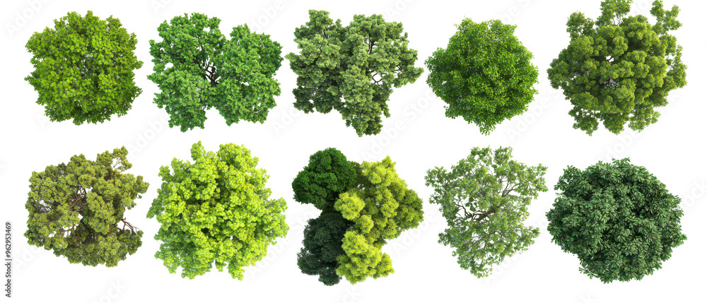 Top view, set of vibrant tree foliage showcasing a variety of green shades isolate on transparent background, cutout, png Top view, set of vibrant tree foliage showcasing a variety of green shades isolate on transparent background, cutout, png