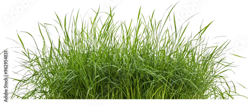 Lush green grass with vibrant blades, perfect for landscaping, gardening, or nature-themed projects, png, cutout photo