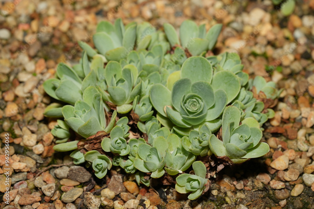Pachyclados is a species within the genus Acantholimon, commonly known as Prickly Thrift or Cushion Plant.|綠景天 Pachyclados is a species within the genus Acantholimon, commonly known as Prickly Thrift or Cushion Plant.|綠景天