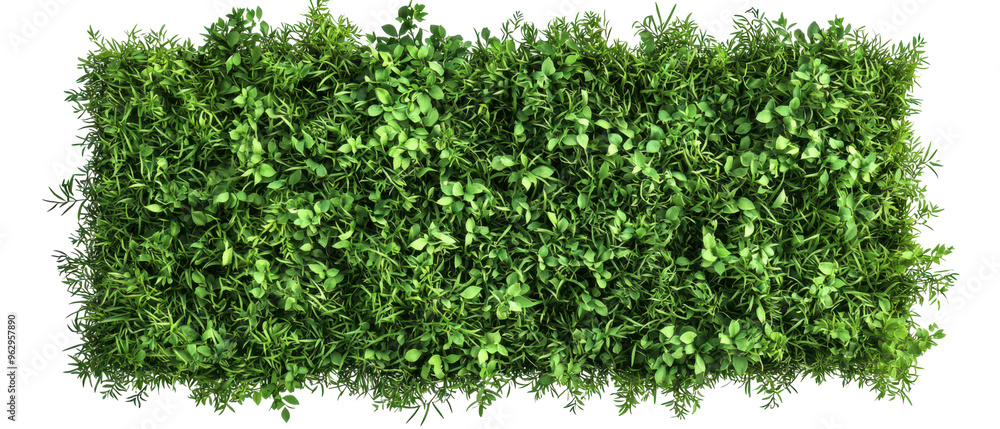 Obraz premium Top view, green hedge for landscaping isolate on transparent background, cutout, png