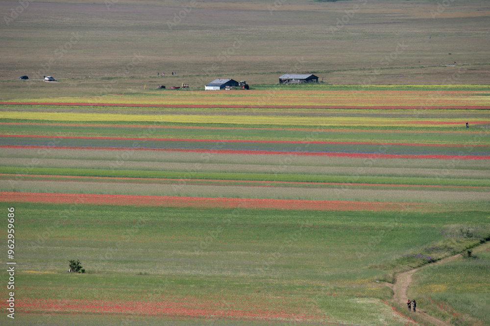 Obraz premium Castelluccio dipinto