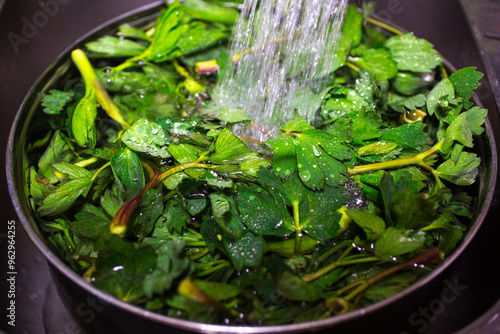 Leaves of raw Pastinaca sativa are being washed with tap water, South Korea photo