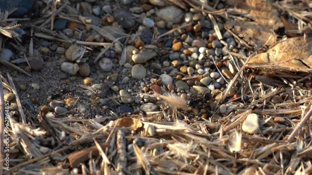 Marching ant carrying an ear of wheat Marching ant carrying an ear of wheat