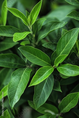 Close-up of fresh green bay leaves arranged in fan-like pattern with overlapping texture. Healthy plant in full bloom on blurred background. Perfect for eco and wellness themes.