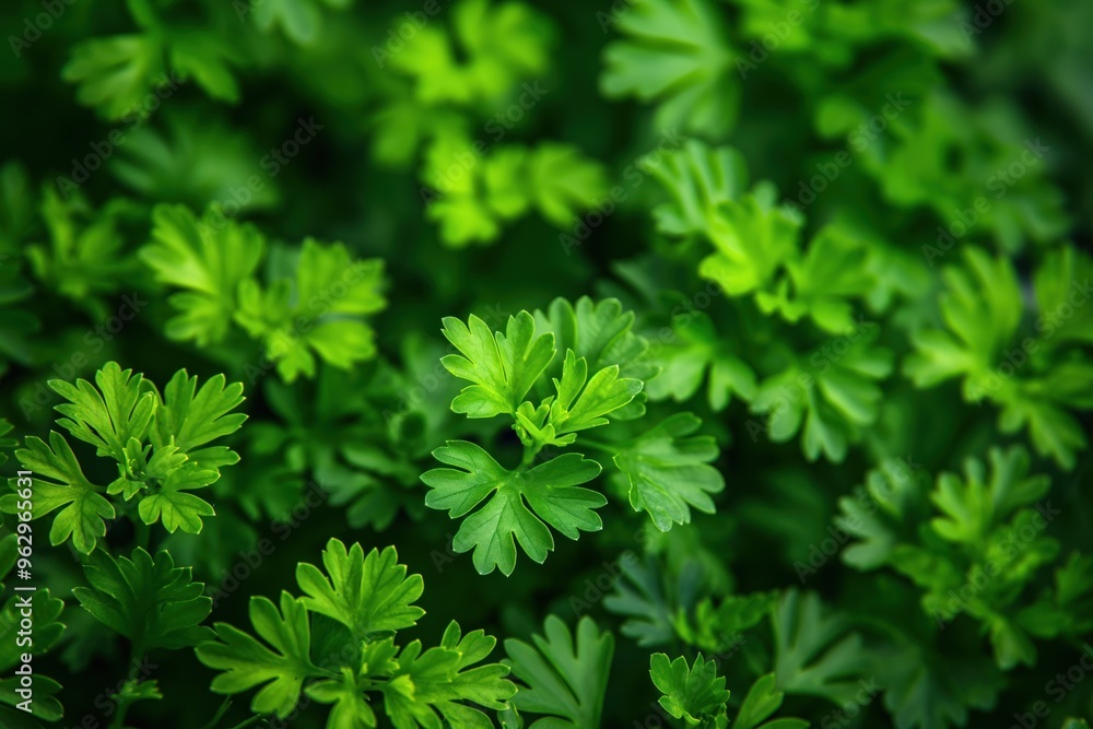 Fresh green herbs arranged in circular pattern on blurred green background. Close-up view of parsley or cilantro plants in garden setting. Natural and organic feel with sense of depth and texture. Fresh green herbs arranged in circular pattern on blurred green background. Close-up view of parsley or cilantro plants in garden setting. Natural and organic feel with sense of depth and texture.