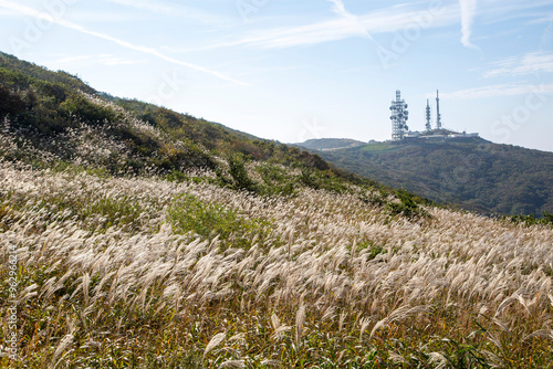 Autumnal Silver Grasson Mudeungsan Mountain with the background of transmission tower at Dong-gu near Gwangju, South Korea photo