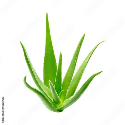 aloe vera slices