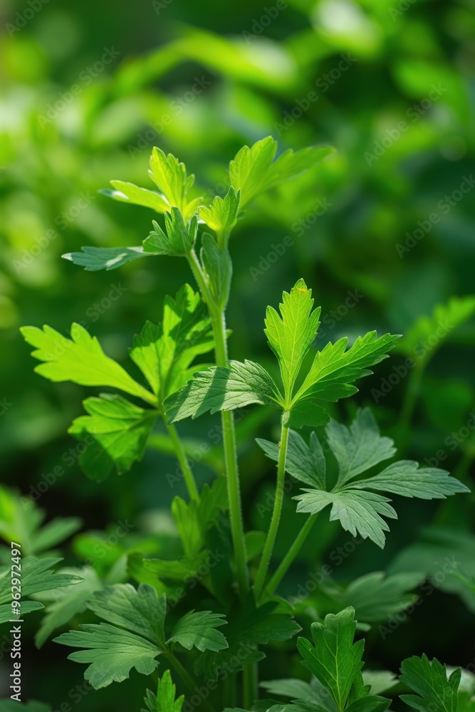 Fresh green Lovage plant close up in garden with blurred background. Leaves reach out creating depth perspective. Perfect for eco wellness health food nature and botanical themes.