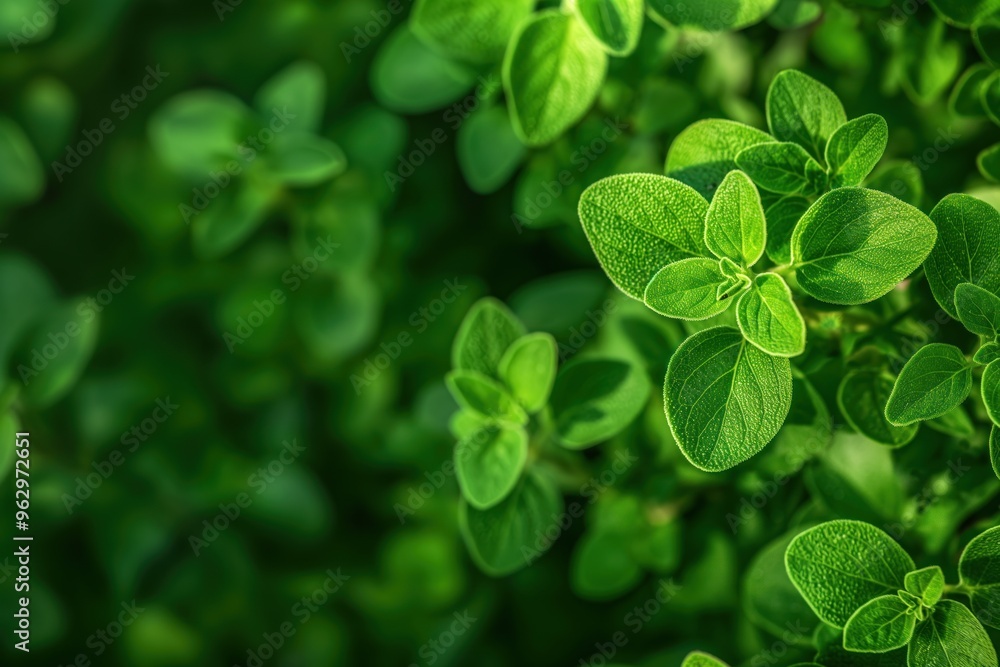 Fresh green Marjoram plant with vibrant leaves in circular pattern. Close-up shot of herb plant in natural setting. Perfect for eco-friendly, wellness, food-related projects. Fresh green Marjoram plant with vibrant leaves in circular pattern. Close-up shot of herb plant in natural setting. Perfect for eco-friendly, wellness, food-related projects.