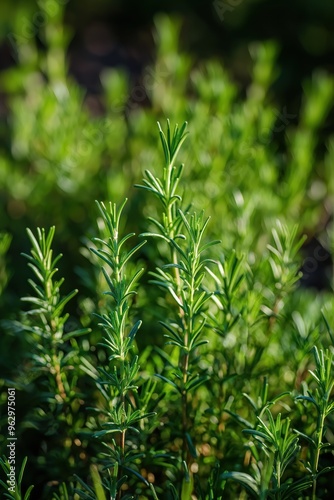 Rosemary plant close-up shows vibrant green leaves with small white flowers. Fresh herb garden foliage creates depth perspective. Blurred background focuses on rosemary delicate blooms.