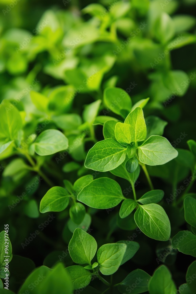 Fresh green sorrel leaves arranged in a circular pattern. Close-up view of garden plant with blurred background. Vibrant green color and texture. Perfect for eco, wellness, food, or gardening themes. Fresh green sorrel leaves arranged in a circular pattern. Close-up view of garden plant with blurred background. Vibrant green color and texture. Perfect for eco, wellness, food, or gardening themes.