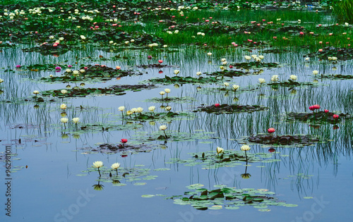 Pink and yellow water lily on a pond with the reflection of sky in summer, South Korea photo