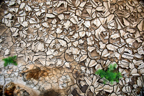 Top angle view two green glasswort(Salicornia herbacea) on dry mud flat with cracks near Tando Port of Ansan-si, South Korea photo