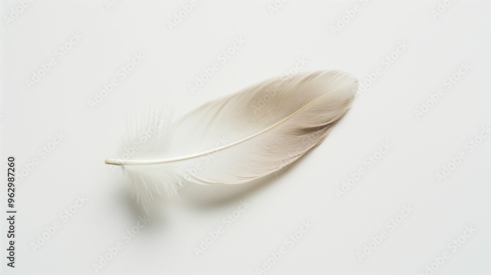 Single white feather on a white background. Single white feather on a white background.