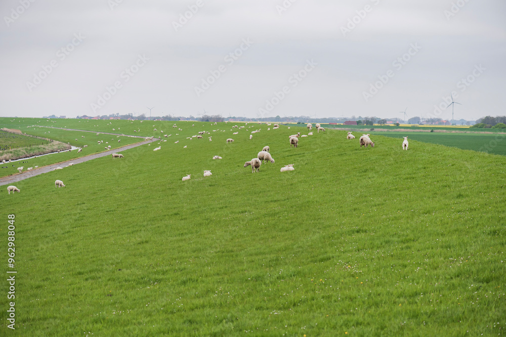 Schafe auf dem Deich in Norddeich Schafe auf dem Deich in Norddeich