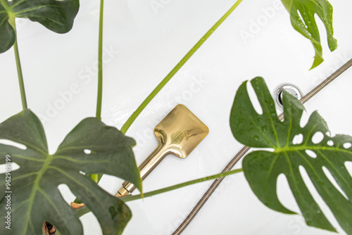 Gold shower head and potted monstera in bathtub. Showering and watering monstera photo