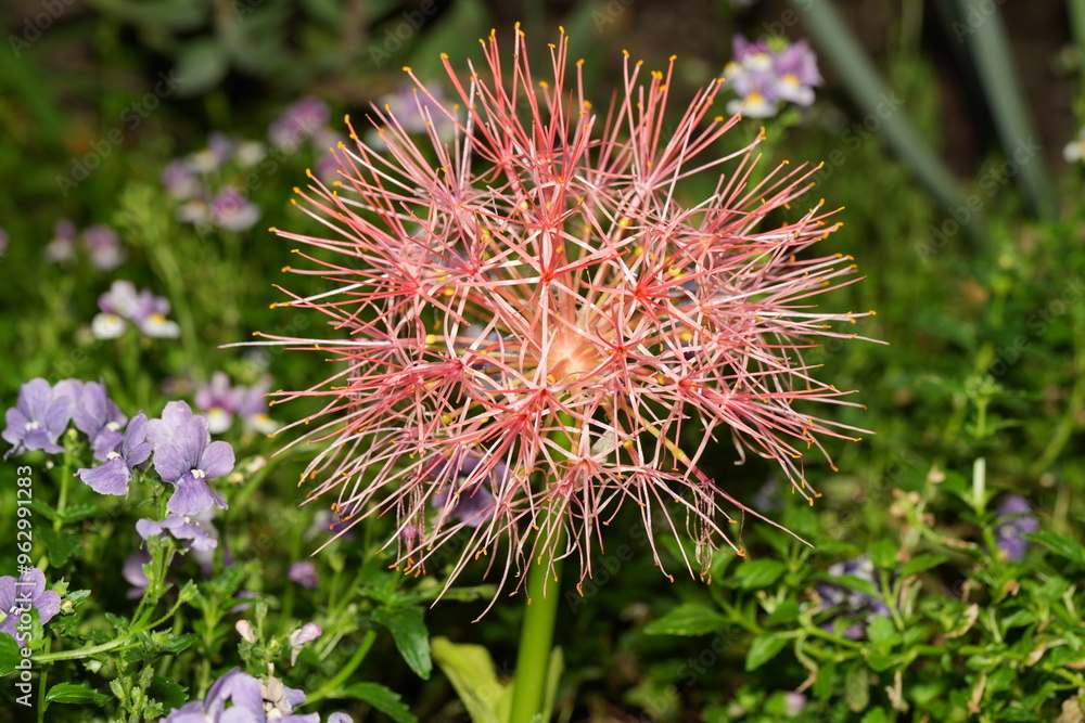 Scadoxus multiflorus, commonly known as the blood lily, African blood lily, or fireball lily, is a striking flowering plant in the Amaryllidaceae family. I|網球花 Scadoxus multiflorus, commonly known as the blood lily, African blood lily, or fireball lily, is a striking flowering plant in the Amaryllidaceae family. I|網球花