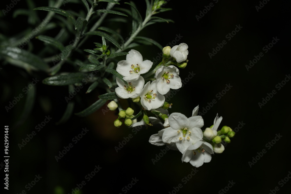 Hormathophylla saxigena is a species of flowering plant belonging to the Brassicaceae family. It is native to mountainous regions in parts of Europe, particularly the Pyrenees. Hormathophylla saxigena is a species of flowering plant belonging to the Brassicaceae family. It is native to mountainous regions in parts of Europe, particularly the Pyrenees.