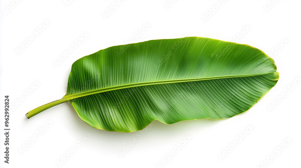 A high-quality image showcasing vibrant, lush green banana leaves with intricate textures and natural patterns. A high-quality image showcasing vibrant, lush green banana leaves with intricate textures and natural patterns.