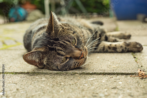 Tabby cat lying on the pavement in the garden. Low angle view.