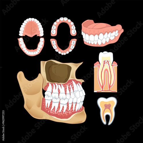 Wisdom tooth. Wisdoms teeth dental problem, molar extraction root canal bone or gum pain surgery treatment remove teeths dentist x ray infographic,