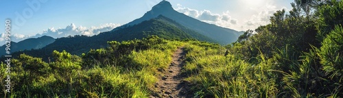 Tranquil Hiking Trail in Lush Forest with Mountain View