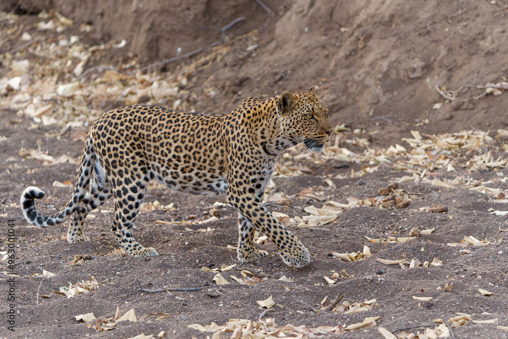 Leopard (Panthera Pardus) hunting in a dry riverbed in Mashatu Game Reserve in the Tuli Block in Botswana Leopard (Panthera Pardus) hunting in a dry riverbed in Mashatu Game Reserve in the Tuli Block in Botswana