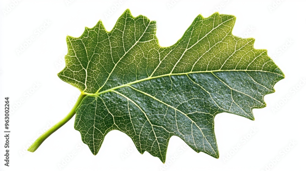 Isolated grape leaf with visible texture and detailed veins, ready for use as a decorative element. Isolated grape leaf with visible texture and detailed veins, ready for use as a decorative element.