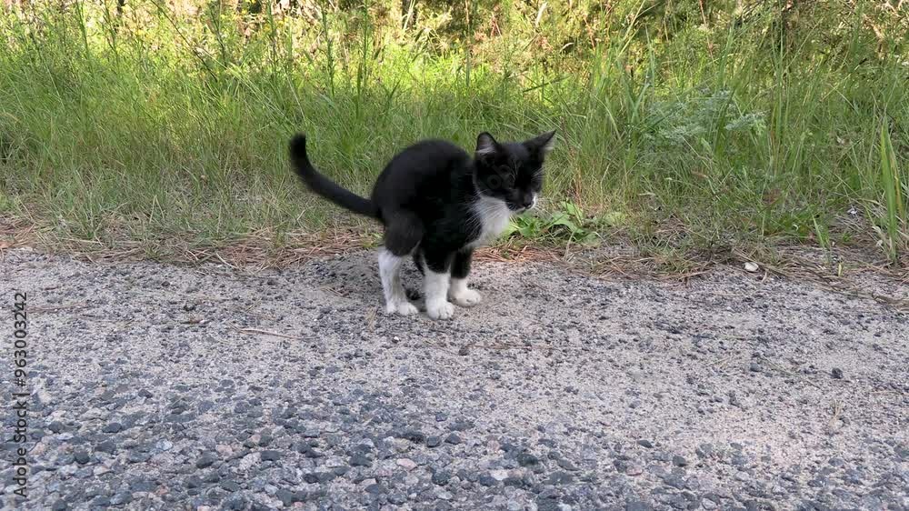 The cat poops in the forest near the road and buries, defecation