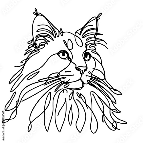 Close-up portrait of Maine Coon in a line drawing style