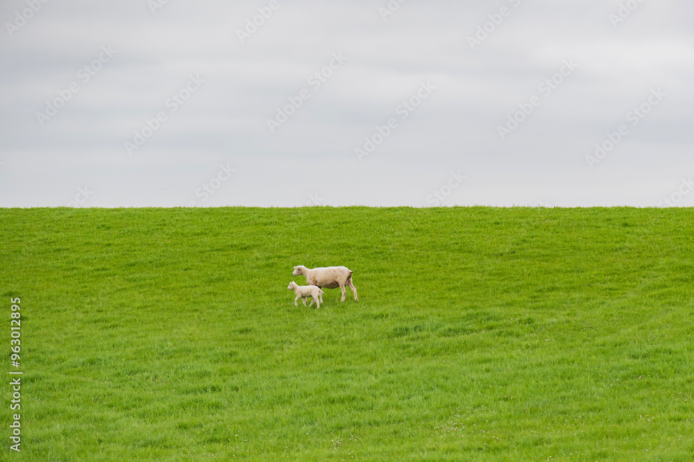 Fototapeta premium Schaf mit Lamm auf dem Deich in Ostfriesland