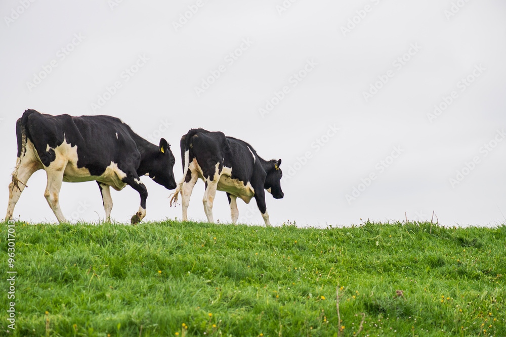 Kühe in Ostfriesland