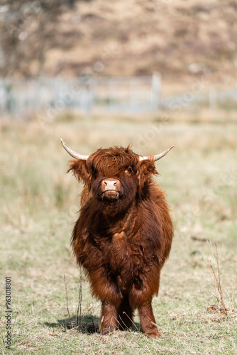 Highland Calf