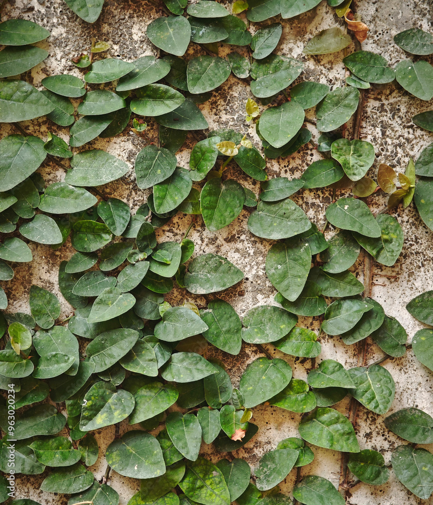 Climbing Fig tree on cement wall Climbing Fig tree on cement wall
