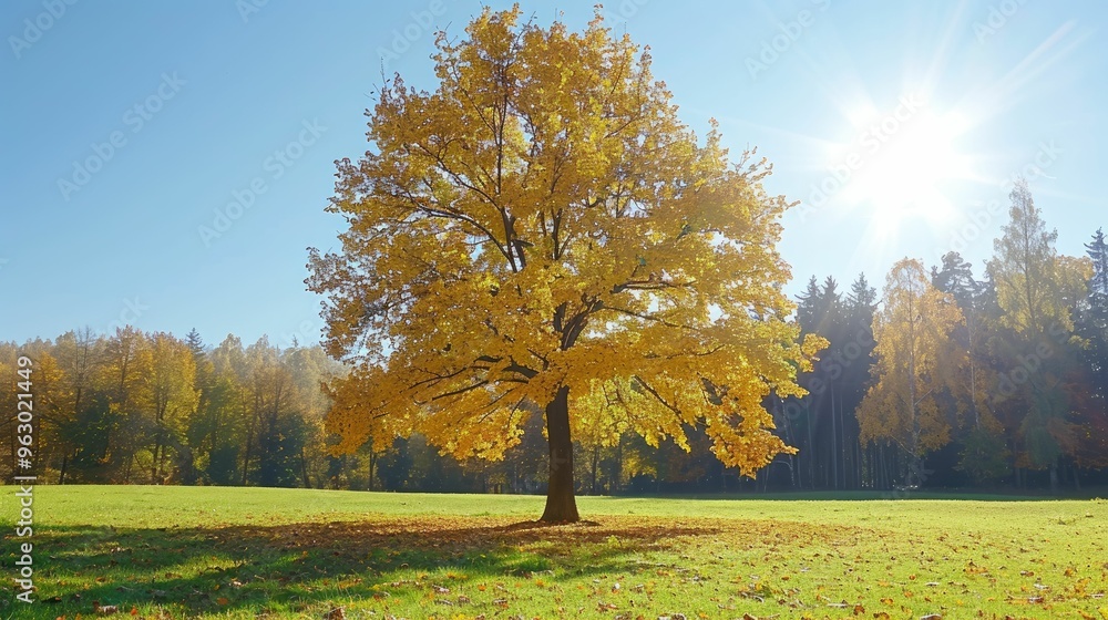 A vibrant autumn tree in a sunny landscape. A vibrant autumn tree in a sunny landscape.