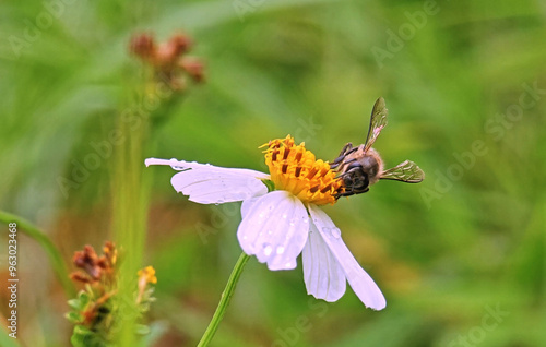 Bees suck sweet liquid nectar pollen from flowers photo