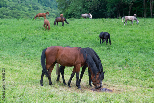 Herde von Pferden auf der Weide photo