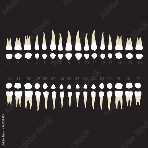 human dental anatomy permanent tooth