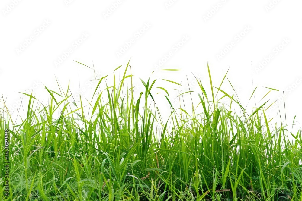 Fototapeta premium A field of green grass with a white background